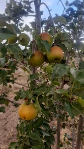 باغ میوه و زعفران ایرانشاهی
