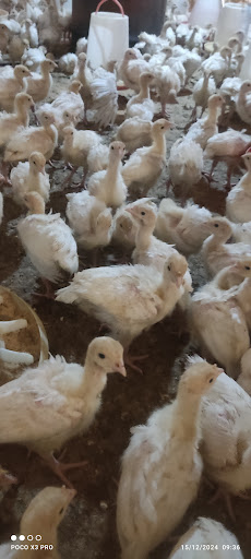 گیلان اطاقور خالسر