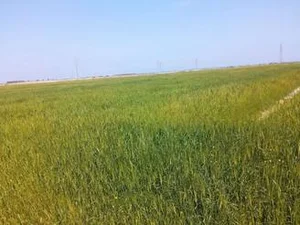 زمین آمل