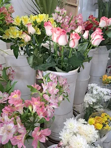 گل آنجلیکا