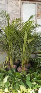 گل فروشی زندگی سبز