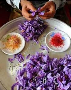 فروشگاه زعفران