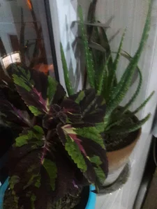 سوپرمارکت بابازاده