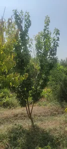 باغچه 500 متری علی صالحی