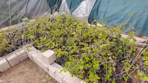ارزان سرای گل و گیاه یاس