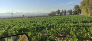 عبدالمجید ناظمی