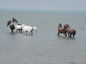 مجسمه گله اسب ها