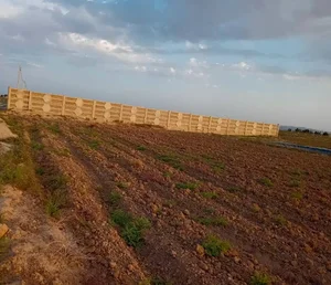 دامداری