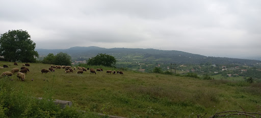 تنگهلته ساری