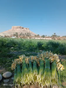 نرگس زار ساحلی