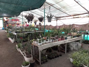 گل فروشی گلخانه شهرک الماسی 3