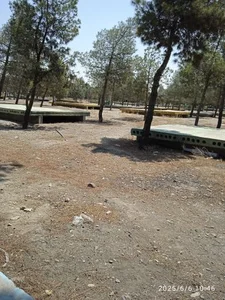 بوستان کاج 3