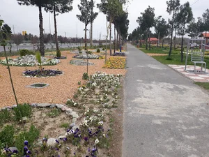 بوستان کاج