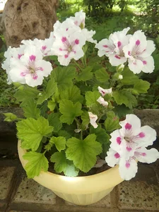 یونیور اسکیت