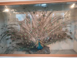 موزه علوم یزد