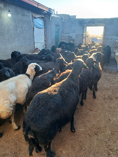 مراغه جنب جاده روستای بهنق دامداری افشین قرانی