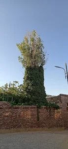 صنوبر پوشیده هزاوه