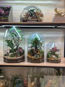 خانه تراریوم مهاباد