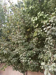 مصالح ساختمانی برادران بن و سر