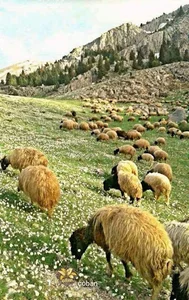 جوزان