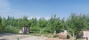 باغچه درخت سبز