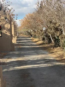 رستوران باغ رویایی زیتون