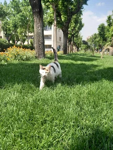اکلیلی
