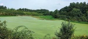 برکه های تخسم