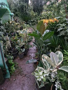 گلکده سیکاس اقای نوروزی
