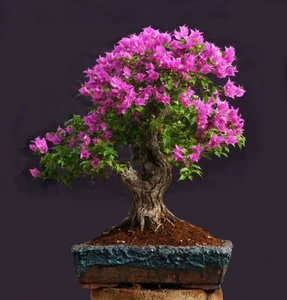 بونسای آرام
