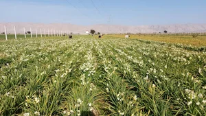 نرگس سرای باران بهبهان