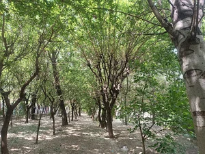 پارک حاشیه ای
