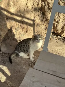 چشمه آرپا درسی