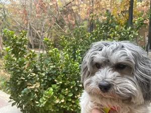 هتل پانسیون پت مراقبت سگ و حیوانات خانگی کوکو coco pansion