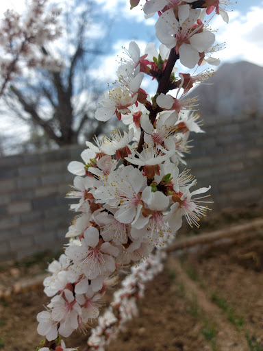 Mahyar Garden