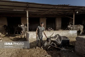 عیارسنجی زرآرا دزفول