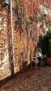 خانه بورک مستر وحیدی