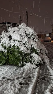 درخت کاج