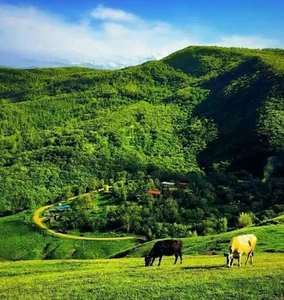 روستای افجه
