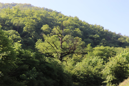 باغشاه توسکستان