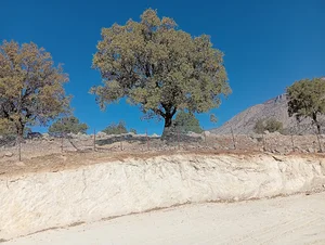 سوپرمارکت فروزام
