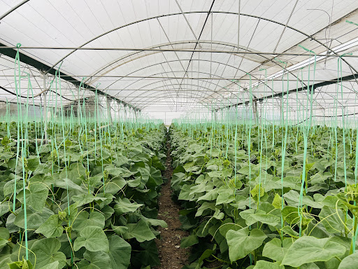 محصولات گلخانه ای تاجیک
