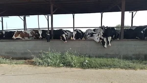 دامداری کمال رنجبران