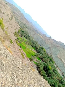 شگیم