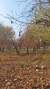 بوستان خانواده 5