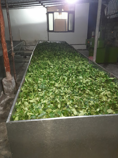 کارگاه تولید چای سنتی لیشمه