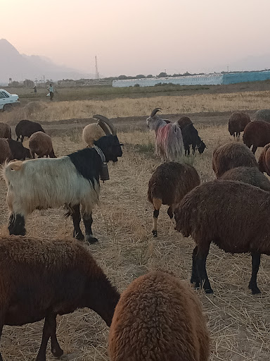 قهدریجان