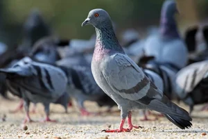 رستوران و استخر سنتی اتحادیه
