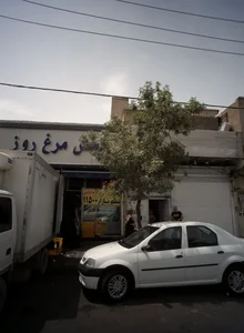 پخش مرغ روز