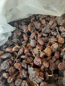 آرش طاهرخانی